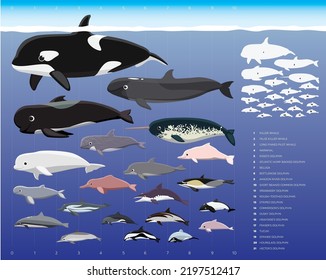 Dolphin Sizes Comparisons Cartoon Vector Illustration Set