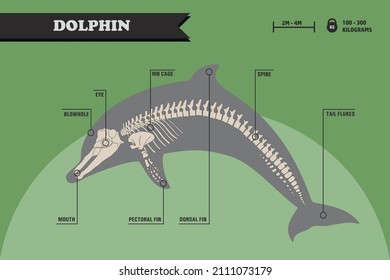 Dolphin skeleton with names of different parts of the body