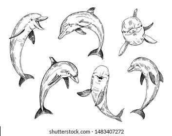 Dolphin sketch. Hand drawn illustration converted to vector. 