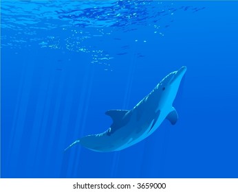 Dolphin Swimming