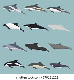 Dolphin types classification set. 
