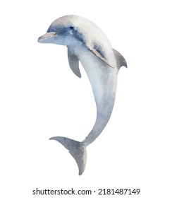 Dolphin vector art Watercolor fish vector illustration Sea and ocean wildlife Marine decoration Exotic fauna art Clipart for design logo or decoration