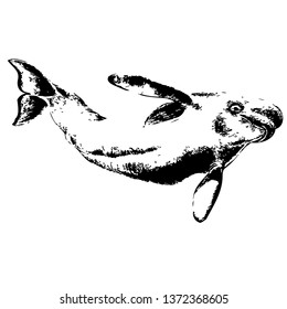 Dolphin vector hand drawn illustration. Isolated on a transparent background