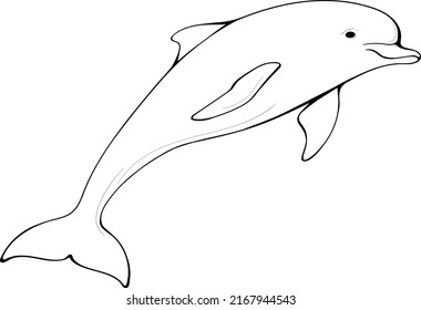 Dolphin vector illustration for any use