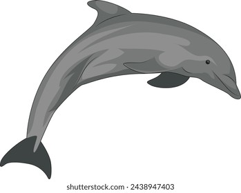 dolphin in vector illustration art