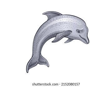 Dolphin vector. Sketch drawing illustration. Line sea dolphin. Vintage hand drawn watercolor tattoo. Cute water animal. Cartoon jumping fish logo. Black grey doodle art. Marine retro sketch silhouette