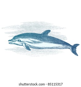 Dolphin - vintage engraved illustration -  "Histoire naturelle" by Buffon and Lacépède published in 1881 France