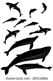 dolphin, whale