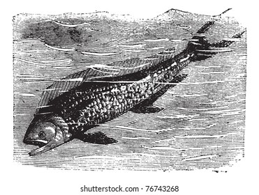 Dolphinfish or Dorado or Coryphaena sp., vintage engraving. Old engraved illustration of a Dolphinfish. Trousset Encyclopedia.