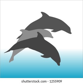 dolphins