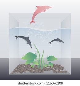 Dolphins in a box fish tank vector illustration