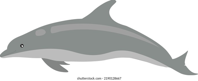 dolphins live happily in the ocean
