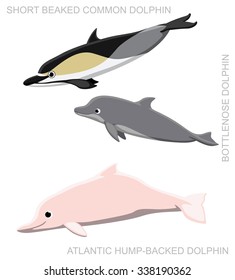 Dolphins Set Cartoon Vector Illustration