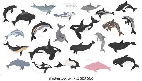 Dolphins set. Marine mammals collection. Cartoon flat style design. Vector illustration