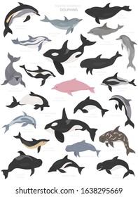 Dolphins set. Marine mammals collection. Cartoon flat style design. Vector illustration