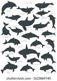 Dolphins silhouettes set. Marine mammals collection. Cartoon flat style design. Vector illustration