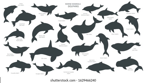Dolphins silhouettes set. Marine mammals collection. Cartoon flat style design. Vector illustration