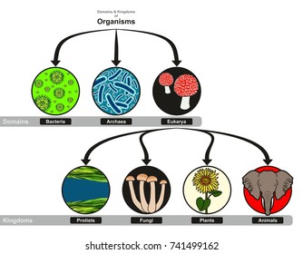 Domain And Kingdoms Of Organisms Classification Chart Infographic Diagram Including Bacteria Archaea Eukarya Protistis Fungi Plants And Animals For Biology Science Education