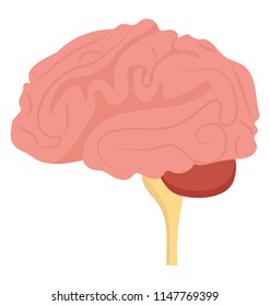 
A dome like structure with nerves all over denoting brain 

