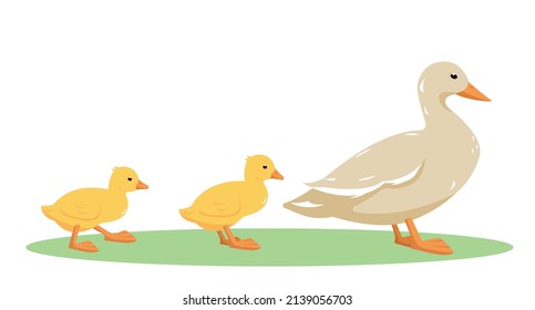 Domesic duck birds. Poultry Ducks family. Mother duck and ducklings isolated on white background. Cartoon or flat icons vector illustration.