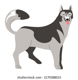 Domestic animal, canine doggo portrait of husky breed. Isolated puppy character. Doggo with cheerful muzzle sticking out tongue wants to play. Companion and loyal friend. Vector in flat style