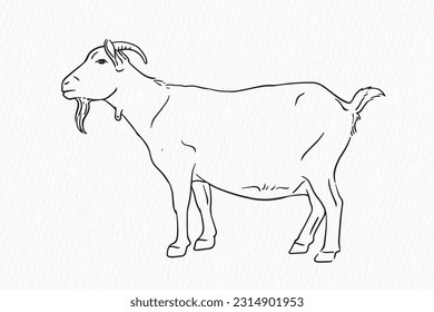 Domestic animal line drawing. goat for qurbani outline