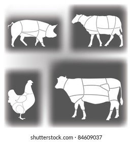 Domestic Animal Meat Diagrams