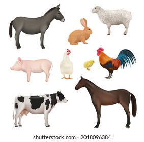 Domestic animals. Farm birds chickens active animal rabbit horse sheep and cow lazy dirty pig donkey decent vector realistic illustrations