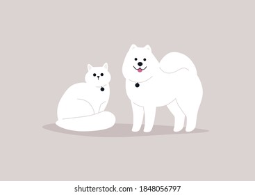 Domestic Animals, Fluffy White Cat And Dog Wearing Medallions, Best Friends
