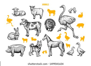 Domestic animals hand drawn illustrations set. Poultry and cattle engraved drawings and silhouettes isolated on white background. Rural wildlife, farming symbols. Ostrich, cow, horse and lambs