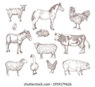 Domestic animals hand drawn illustrations set. Horse, cow, goose, hen, chicken, rooster, pig, goat, donkey rustic engraving collection of sketches. Farm, animal concept for flyer, booklet design