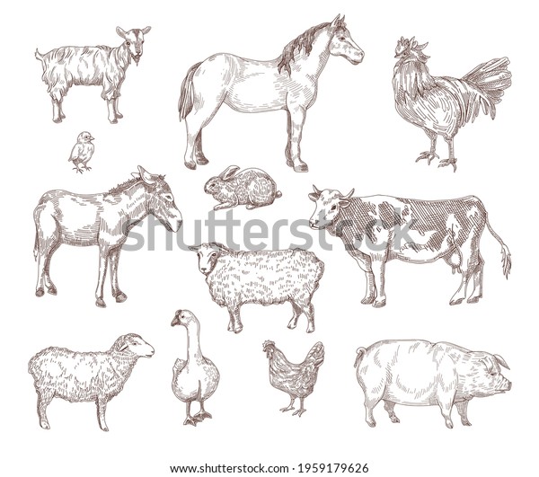 Domestic Animals Hand Drawn Illustrations Set Stock Vector (Royalty ...