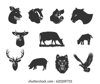 Domestic animals heads