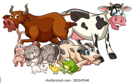 Domestic animals on a white background