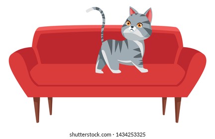 domestic animals and pet with cat over a couch icon cartoon vector illustration graphic design