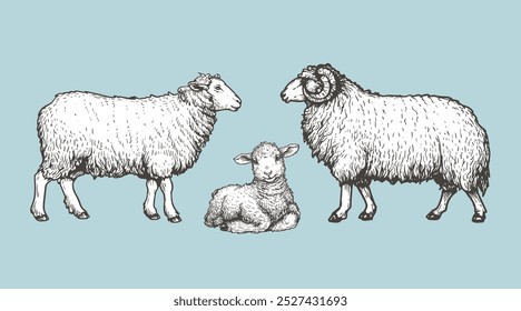 Domestic animals set. Sheep, ram and lamb. Hand drawn sketch vintage style. Vector illustrations.