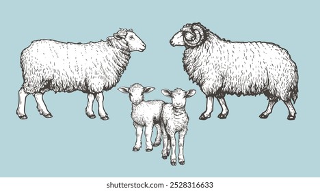 Domestic animals set. Sheep, ram and lambs. Hand drawn sketch vintage style. Vector illustrations.