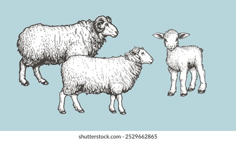 Domestic animals set. Sheep, ram and lamb. Hand drawn sketch vintage style. Vector illustrations.