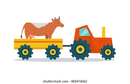 Domestic animals transportation vector. Flat design. Tractor with trailer caring cow. Cattle mowing on the farm illustration. Farming concept for meat, agricultural, transport companies. On white.    