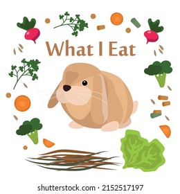 Domestic animals vector illustration pets
