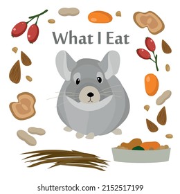 Domestic animals vector illustration pets