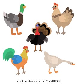 Domestic bird