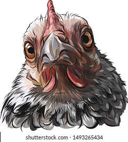 Domestic bird. The head of the chicken. Funny animal. A chicken with a large beak and brown eyes looks carefully at the camera. Selfie chicks. Realistic color image. Vector.