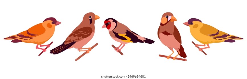 Domestic birds. Decorative birds, canary, finch and goldfinch isolated flat vector illustration set. Cartoon cute birds collection