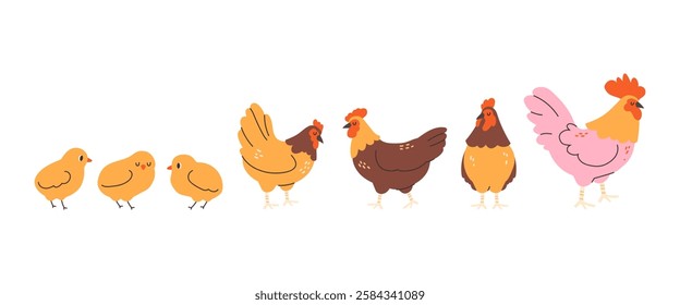 Domestic birds in flat style. Poultry, hens, chickens, rooster on white background