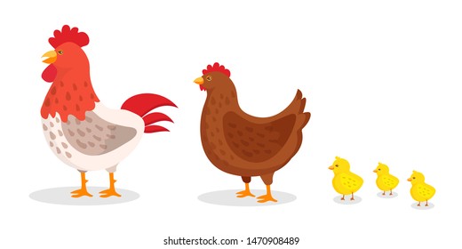 Domestic birds flat vector illustrations set. Rooster, chicken and little chicks, hatchlings side view. Livestock breeding, farming business. Poultry farm animals symbol. Rural fauna, fowl pack