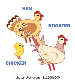 Domestic birds rooster, hen and chicken on white