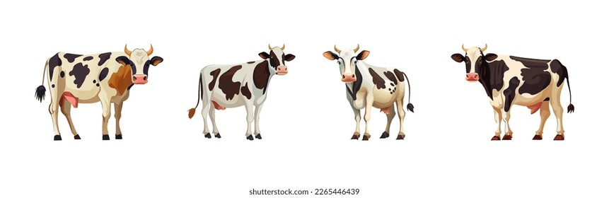 Domestic black and white spotted cows. Set for breeding cattle. Cows and bulls.  Farm animals set with cows. Vector illustration isolated on white background.