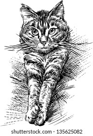 domestic cat