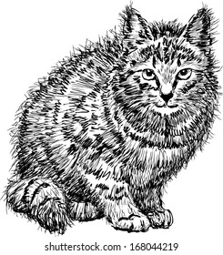 domestic cat